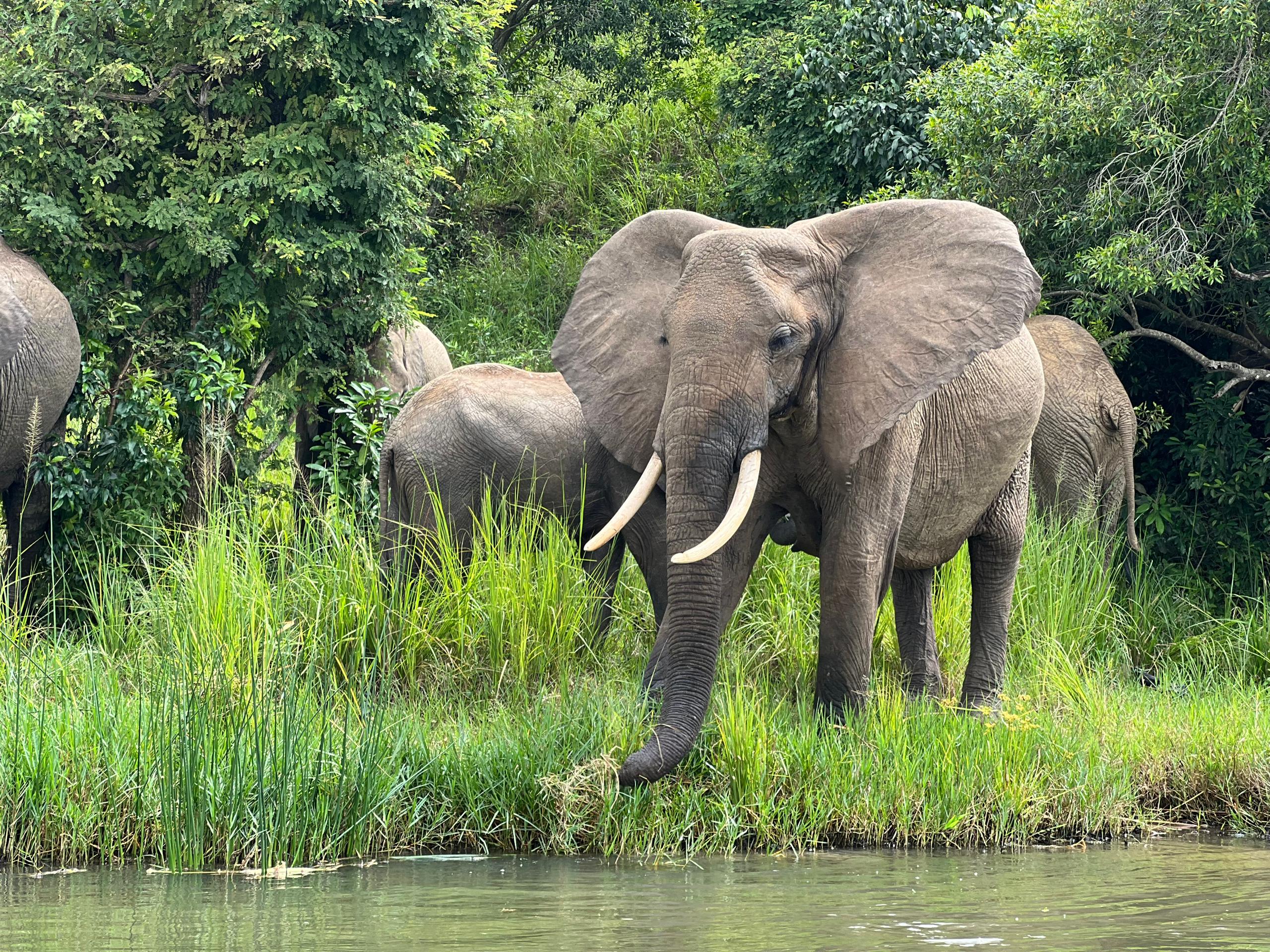 5-Day Queen Elizabeth Safari