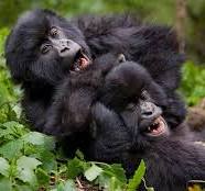 Gorillas having a happy moment