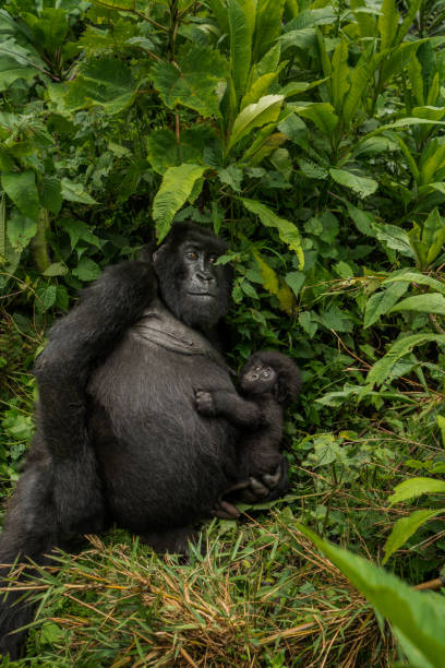 Gorilla having a good time