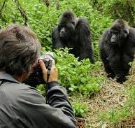 Tourist taking a picture of gorillas