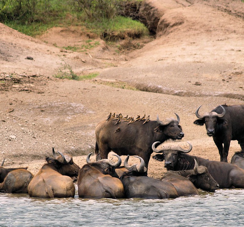Buffaloes relaxing at the shores